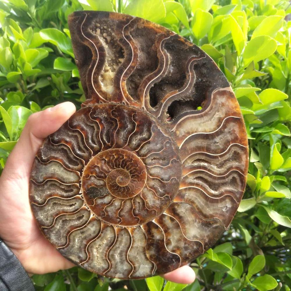 ū ũ 400-500g     ammonite ammolite..